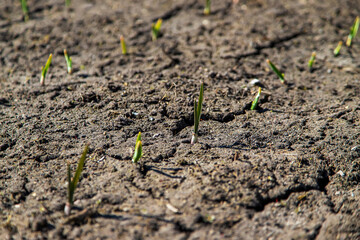 Cracked, scorched earth after drought. selective focus