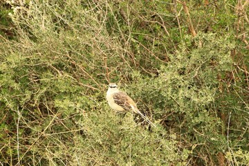 Aves posando en la Cueva de los Leones en la zona de Bahia Blanca