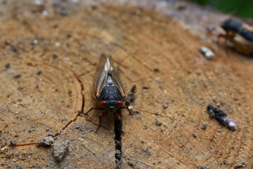 Closeup of a Cicada from Brood X on a Tree Stump May 2021