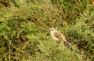 Aves posando en la Cueva de los Leones en la zona de Bahia Blanca