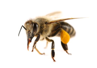 Honeybee isolated on white background, side view