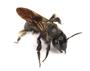 European dark bee or German black bee, (Apis mellifera mellifera) isolated on white background 