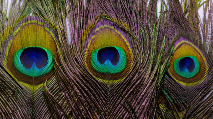 Obraz premium Close up Macro image of beautiful and vibrant Peacock feathers together 
