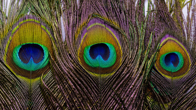 Close up Macro image of beautiful and vibrant Peacock feathers together 