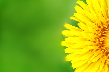 Yellow Dandelion on a green background. Place for your text. Summer background 
