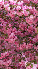 große wunderschöne Kirschblüten 