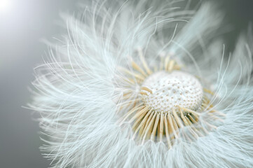 White dandelion with seeds, macro photo