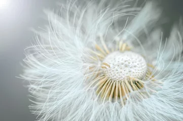 Fotobehang White dandelion with seeds, macro photo © Юлия Васильева