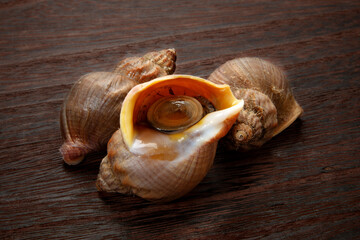 北海道産えぞばい貝、ツブ貝