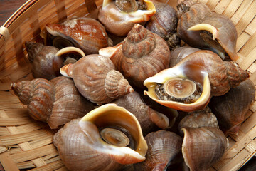 北海道産えぞばい貝、ツブ貝