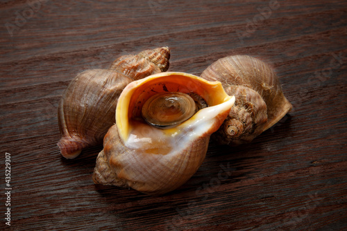 Fototapete 北海道産えぞばい貝 ツブ貝 Fototapeten Caito