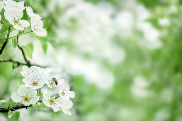 Flowers on a branch close-up and a small bee. Flowers of fruit trees. Natural background 