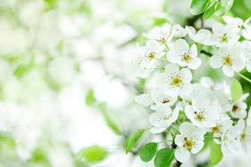 Flowers of fruit trees. Blossoming cherry branch on a blurred background. Copy space 