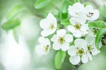Obraz premium White cherry flowers on a branch close up