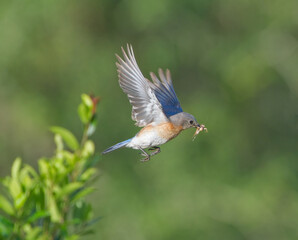 female Eastern Bluebird (Sialia sialis) flying with brown field cricket in her mouth to feed babies, under wing exposed, bokeh tree green back ground