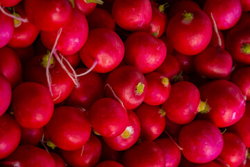 harvested in the field red, ripe, round radish