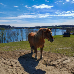 Beautiful brown horse on the paddock by the lake, Poland