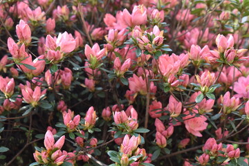 Closeup of Pink Azalea Blossoms