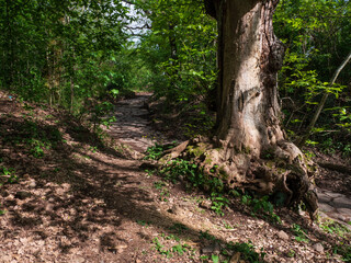  Immersa nel verde del  bosco, antica strada romana sul Monte Tuscolo, dove sorgeva l'omonima...