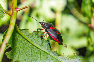 Florida Predatory Stink Bug - Euthyrhunchus floridanus aka Halloween Bug on Hercules club leaf - bright red and black face pattern on black back of body -