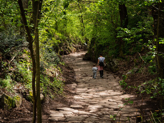 Fototapeta premium Immersa nel verde del bosco, antica strada romana sul Monte Tuscolo, dove sorgeva l'omonima città.