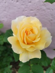 yellow rose flower