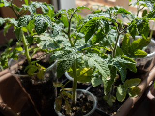 Seedling box close-up. Growing vegetables at home for subsequent transplantation