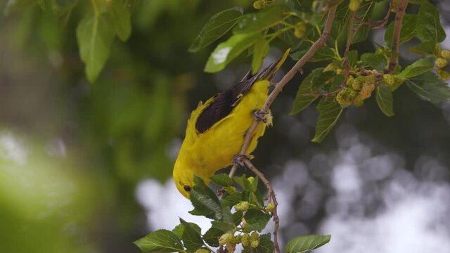Male Eurasian Gold Oriole (Oriolus oriolus) feeding on white mulberry