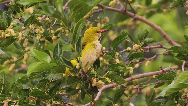 Female Eurasian Gold Oriole (Oriolus oriolus) feeding on white mulberry