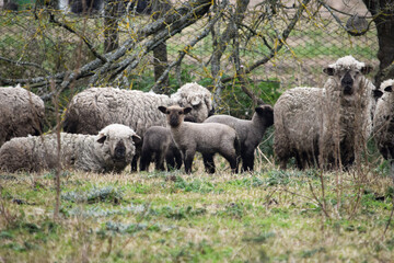 Obraz premium black face sheep and lambs