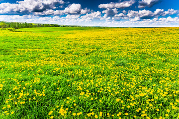 Meadow in the woods covered in dandelions on a cloudy spring day