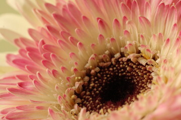 Macro of Gerbera flower. Beautiful flower background. Gerbera seasons greeting cards. Gerbera background for computer desktop, flex. Seasonal Greetings