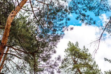 Beautiful forest with tall pine trees outside the city on a warm summer day