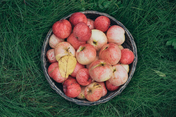 A basket of red apples stands on the grass
