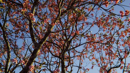 Cherry Blossom against blue sky