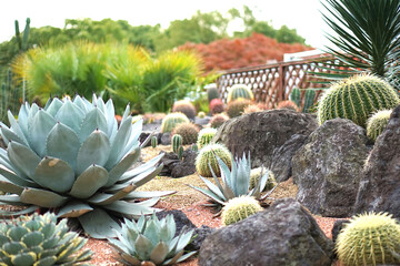 サボテンいっぱい　多肉植物