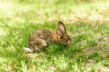 Small gray hare on green juicy grass in a meadow