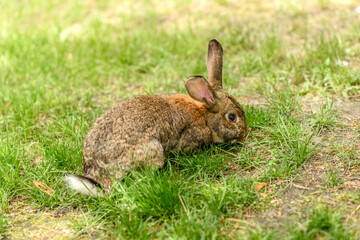 Small gray hare on green juicy grass in a meadow