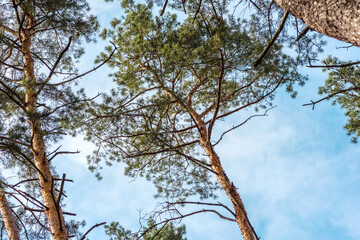 Beautiful forest with tall pine trees outside the city on a warm summer day