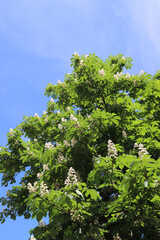 green tree and sky