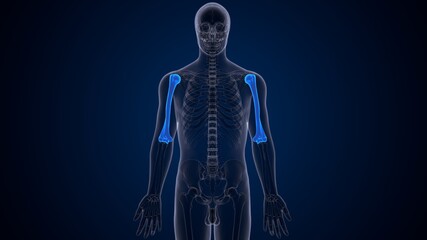 3d illustration of human femur bone anatomy.