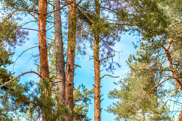 Beautiful forest with tall pine trees outside the city on a warm summer day