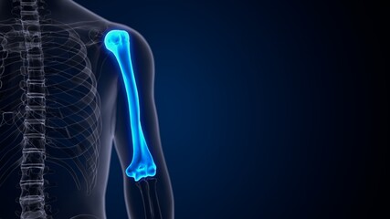 3d illustration of human femur bone anatomy.