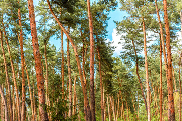 Beautiful forest with tall pine trees outside the city on a warm summer day