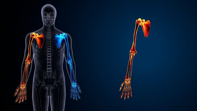 Human Skeleton Upper Limbs Anatomy 3D Illustration
