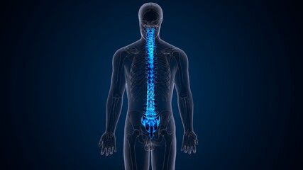 3d illustration of human male skeleton spine anatomy system - obrazy, fototapety, plakaty