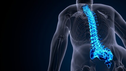 3d illustration of human male skeleton spine anatomy system