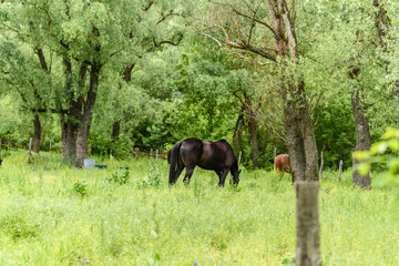 Beautiful well-groomed horses graze in selenium meadow with juicy green grass