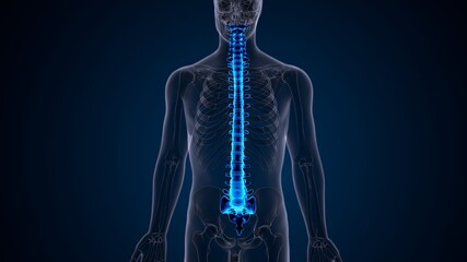 3d illustration of human male skeleton spine anatomy system