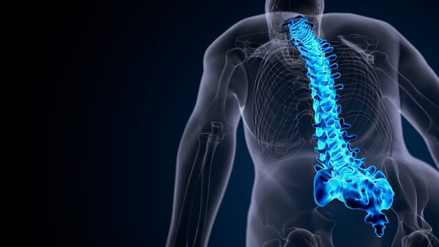 3d illustration of human male skeleton spine anatomy system Stock  Illustration | Adobe Stock
